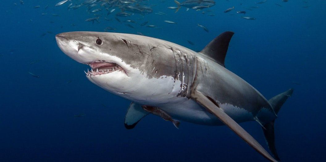 White shark photographed underwater