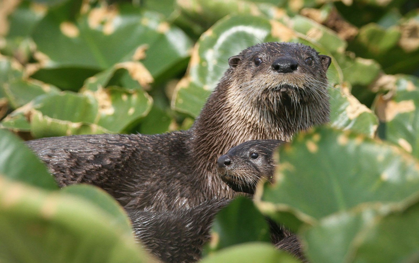 Close up image of a river otter popping up between leafy greenery