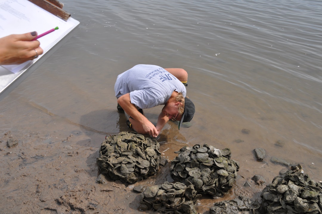 A person crouches to inspect oysters in shallow water