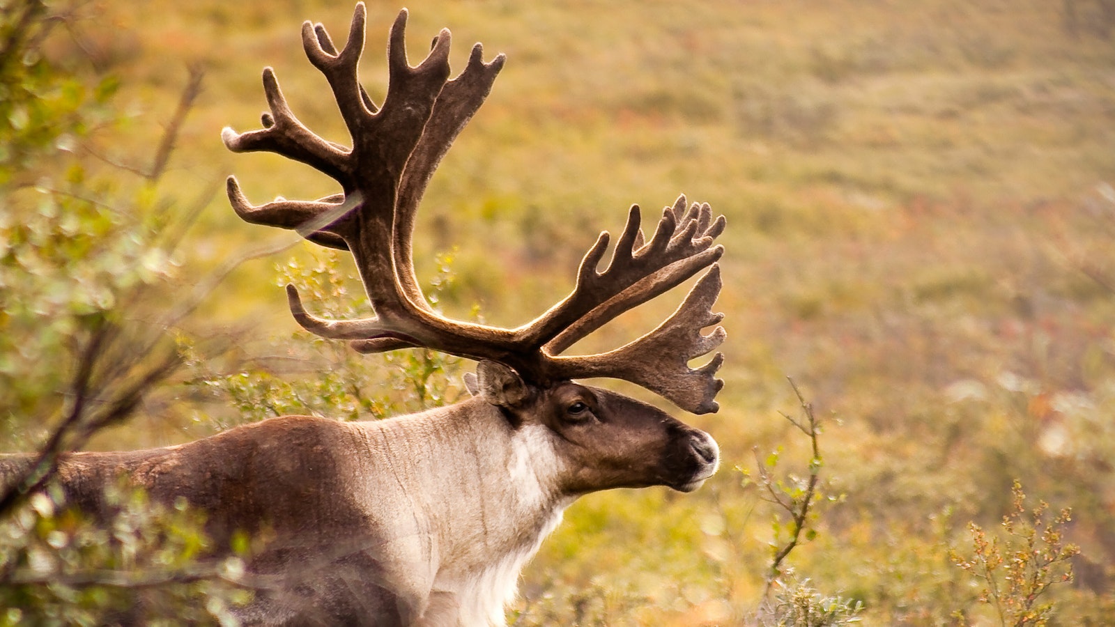 a caribou with large antlers