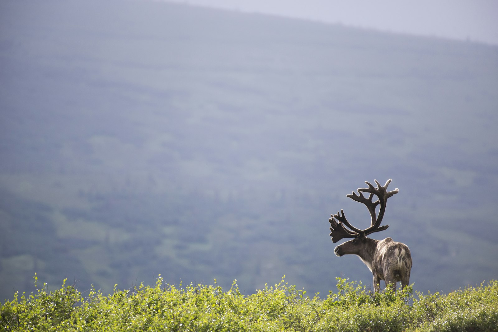 A caribou against a mountainous background