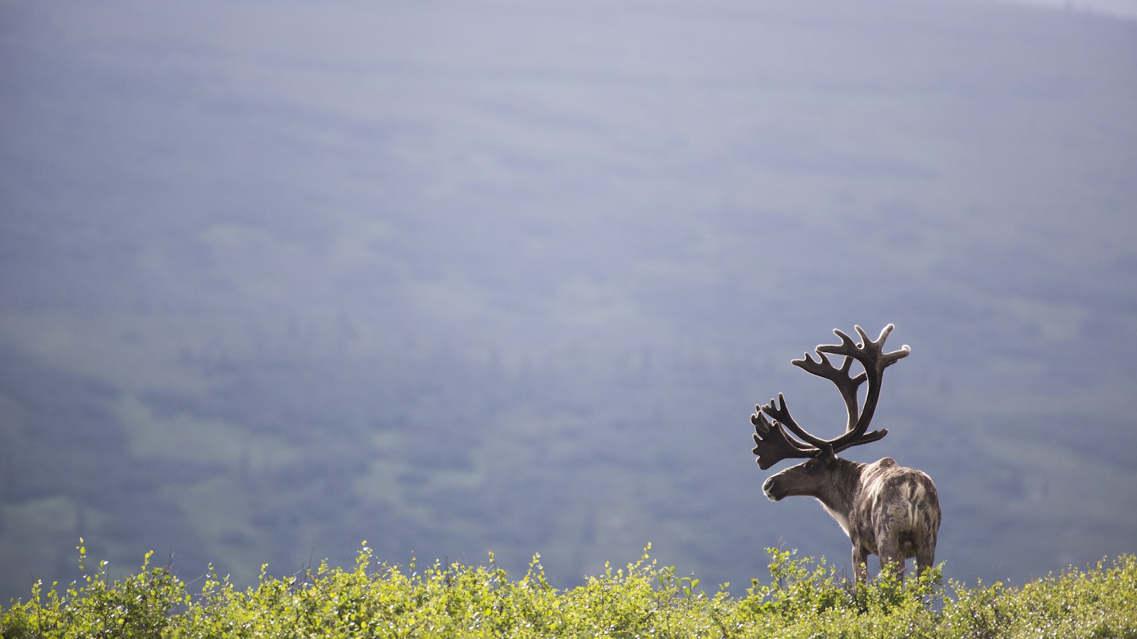 A caribou against a mountainous background