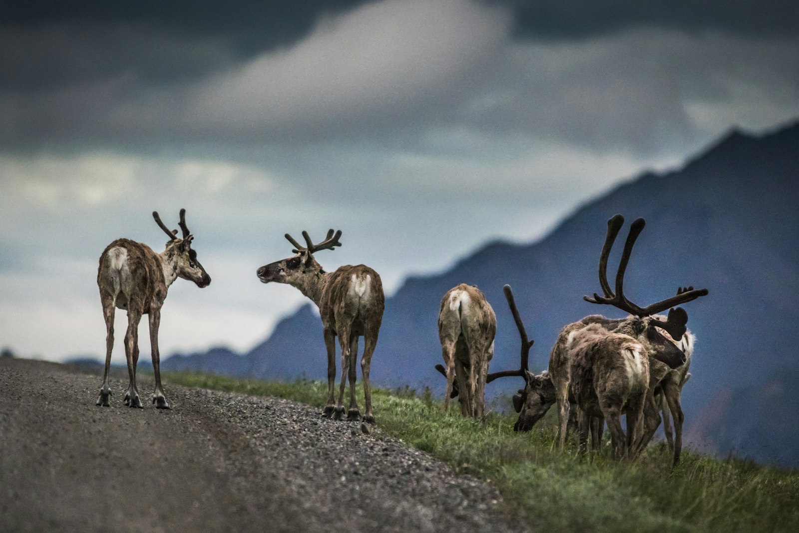 A group of young caribou