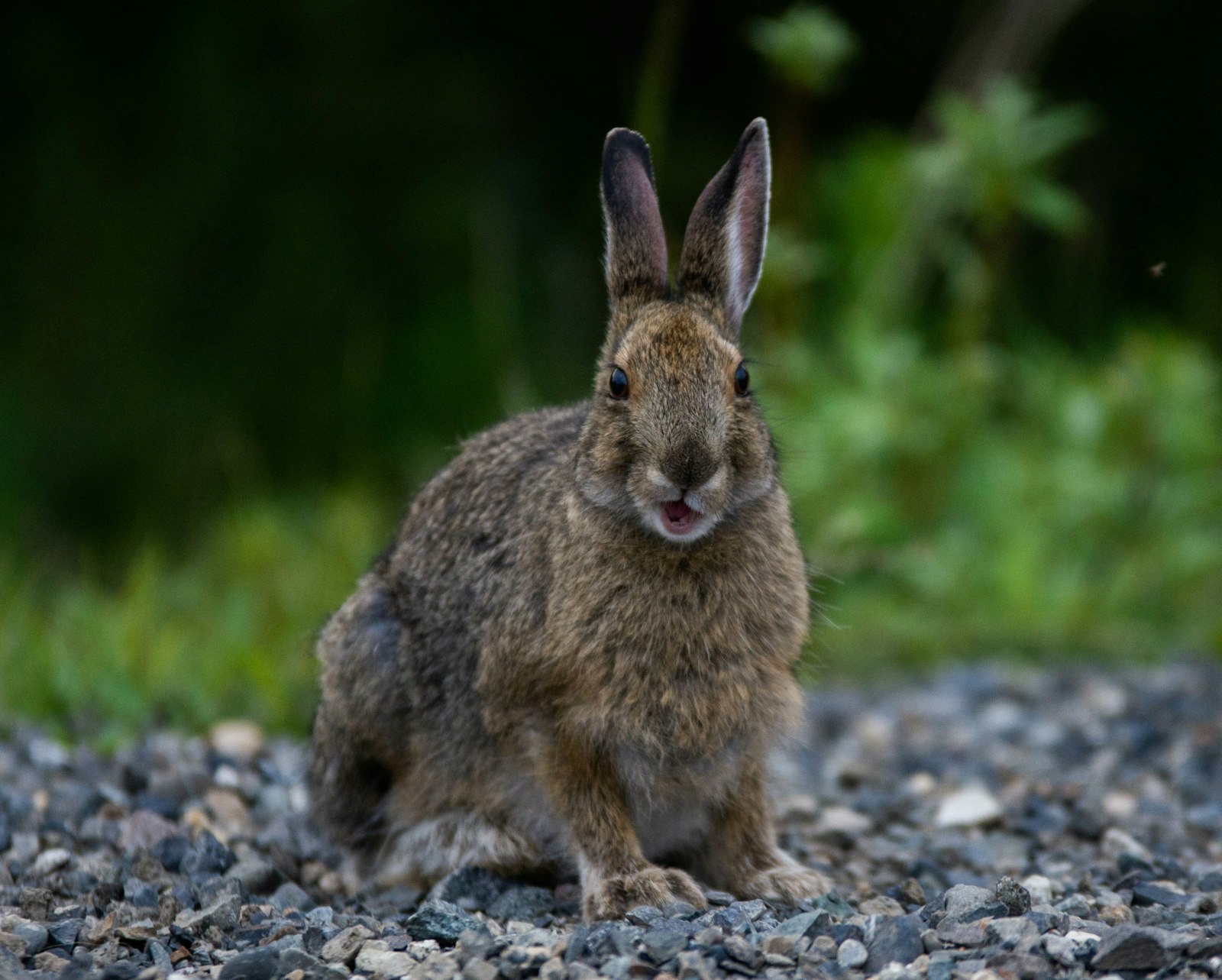 A snowshoe hare with its mouth partially open as it chews food
