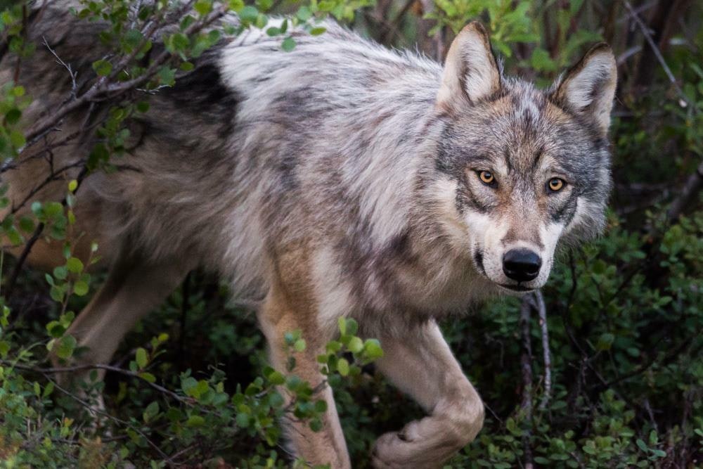Close up view of a wolf