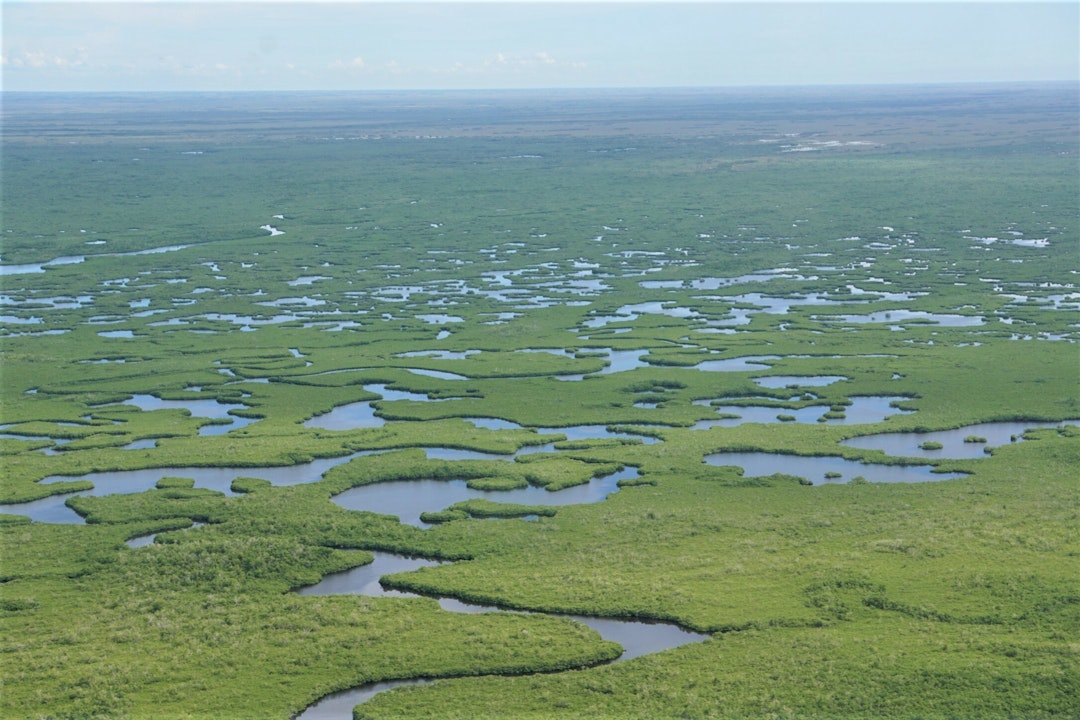 Aerial view of swampland