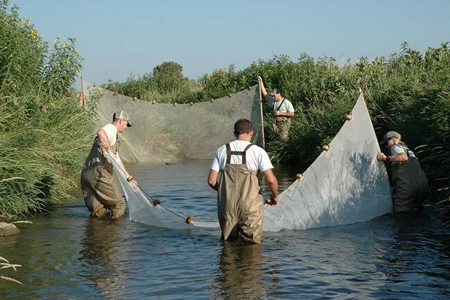 A group of people wearing waders hold up bits of netting within a river