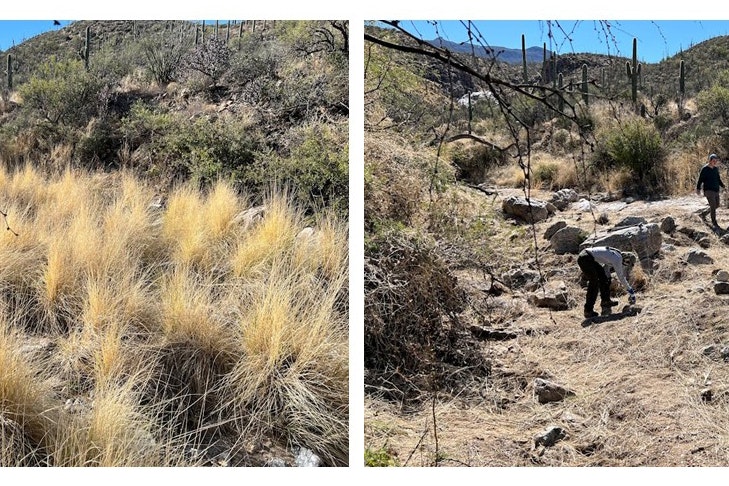 Before-and-after of volunteer work removing invasive fountain grass at Saguaro National Park