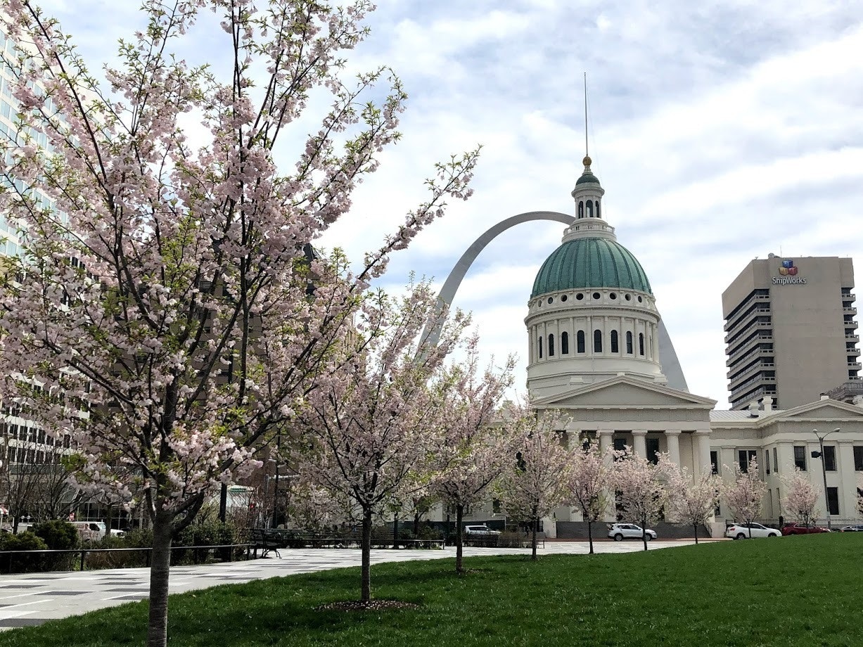 a line of cherry trees with pink blooms in front of the Old Courthouse building with the Gateway Arch visible in the far background
