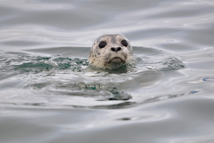 A harbor seal head pokes its head out of the water