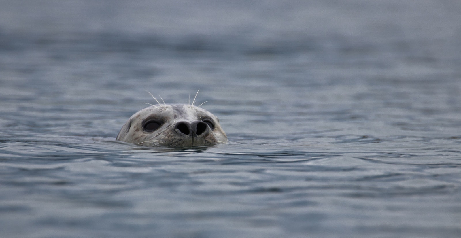 A harbor seals face can be seen coming out of the ocean water