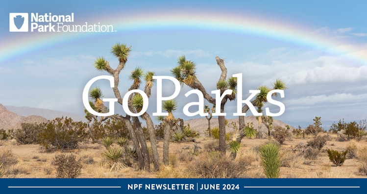 A desert with a cactus trees and a rainbow overhead in Joshua Tree National Park. Text reads: National Park Foundation GoParks NPF Newsletter June 2024