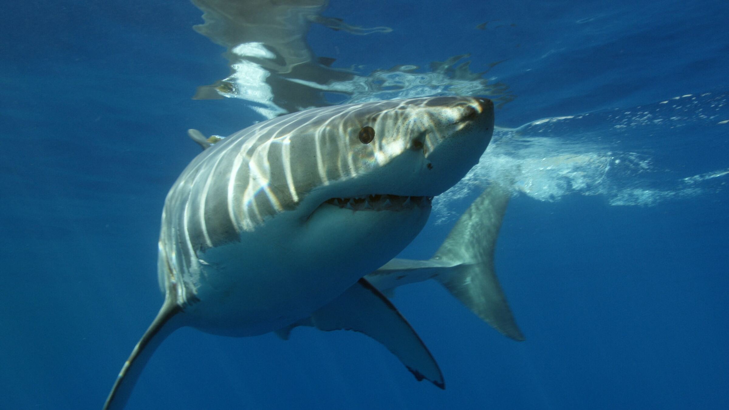 Underwater photo of a white shark swimming