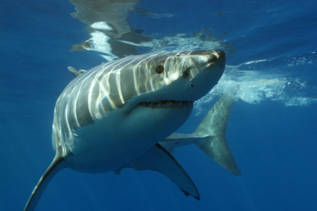 Underwater photo of a white shark swimming