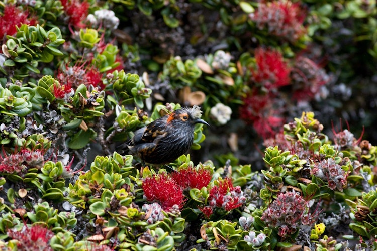 Small black bird perched on blooming flowers and succulents