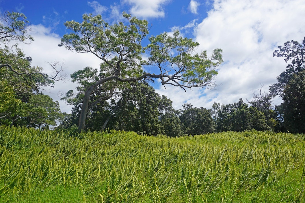 A koa tree under blue skies with clouds rises above a patch of ferns