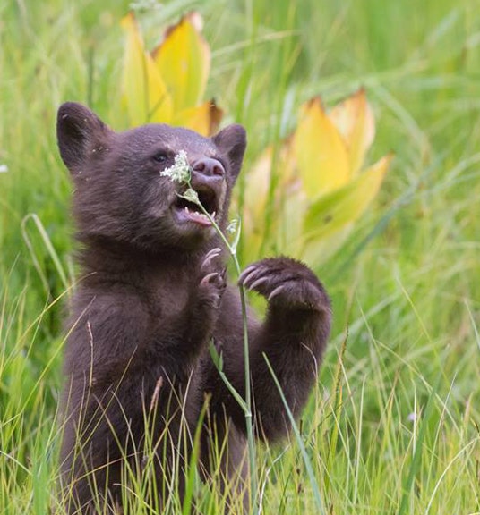 A black bear cub in a grassy area with a leaf in its mouth