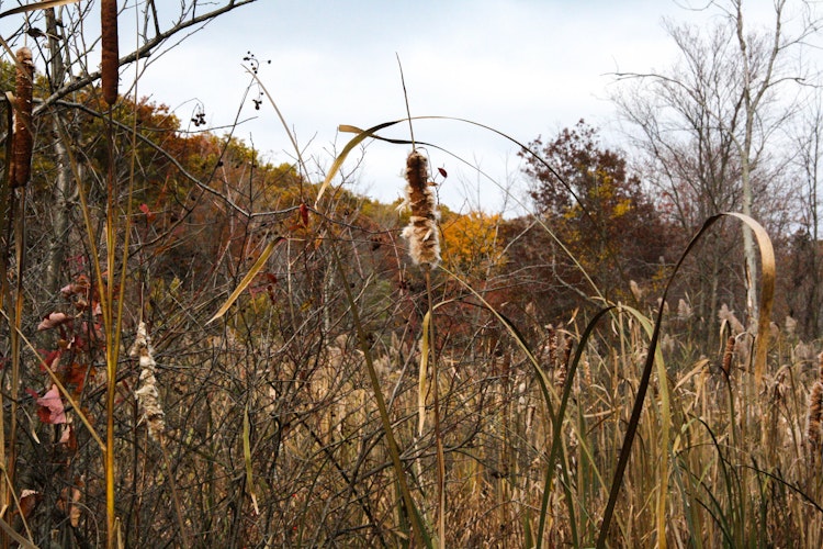Marsh area with tall grasses and cattails