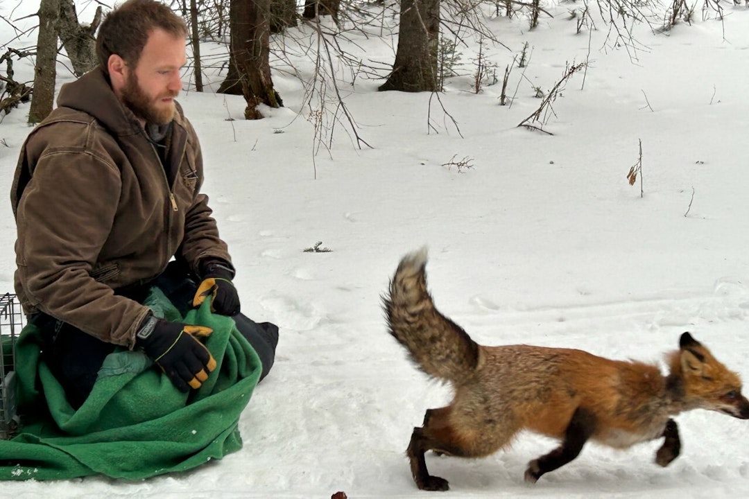 A person kneels and holds a green blanket as a red fox trots away into the snow