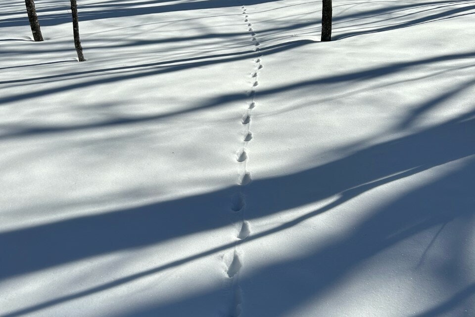 In freshly fallen snow, a line of paw prints leading into a forest