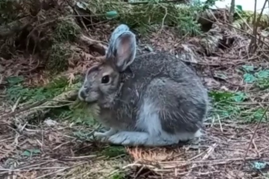 Brown snowshoe hare eating a fern