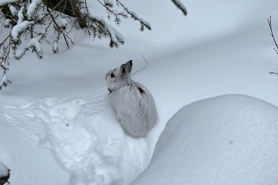 White snowshoe hare in the snow
