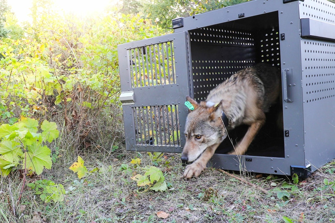 A wolf in mid-stride running from a crate in the woods