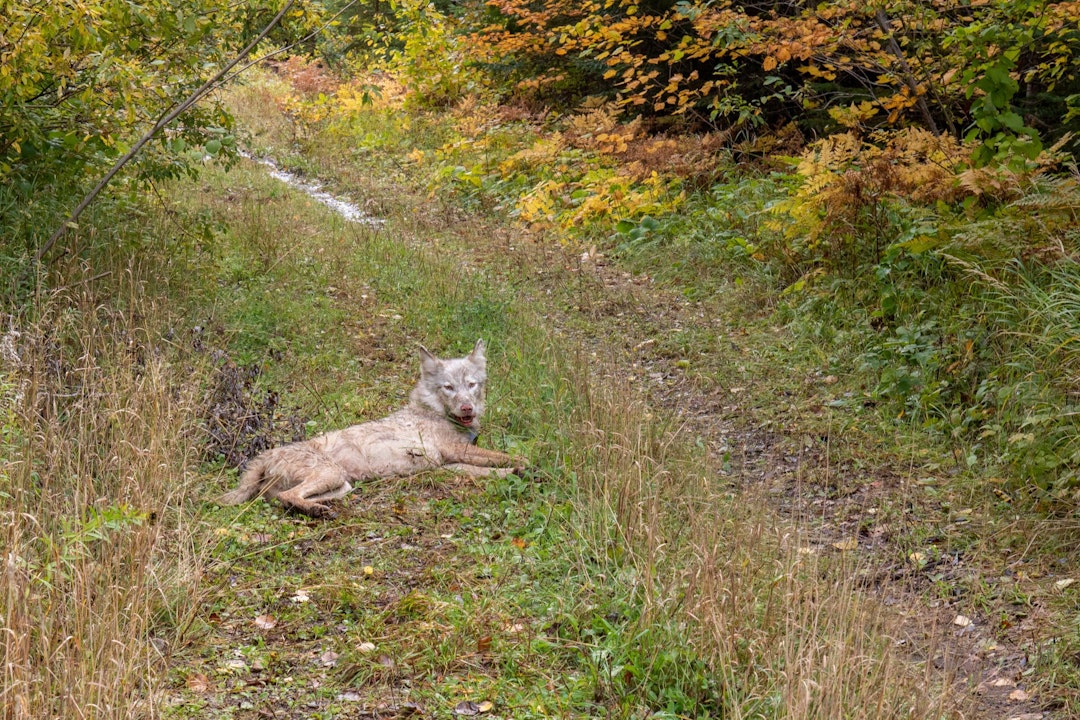 A light colored wolf lays down next to a hiking trail in short grass