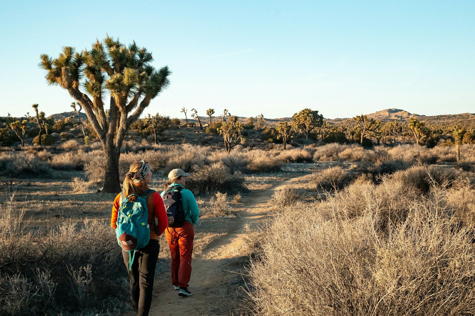 Two hikers walk through a desert landscape with mixed shrubs and mature Joshua Trees.