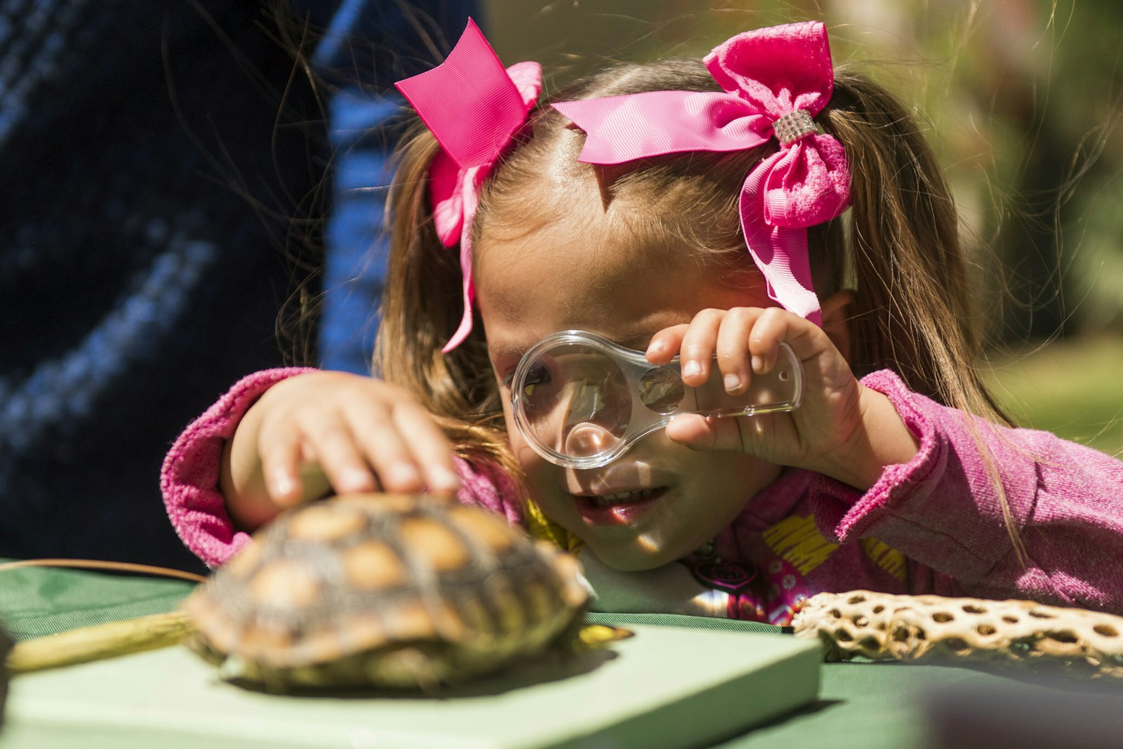 A young girl wearing ribbons in her pigtails uses a magnifying glass to look at a turtle shell