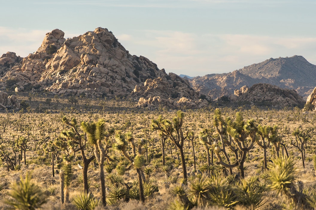 A plain of sparsely dotted joshua trees. In the distance, sunlit mountains