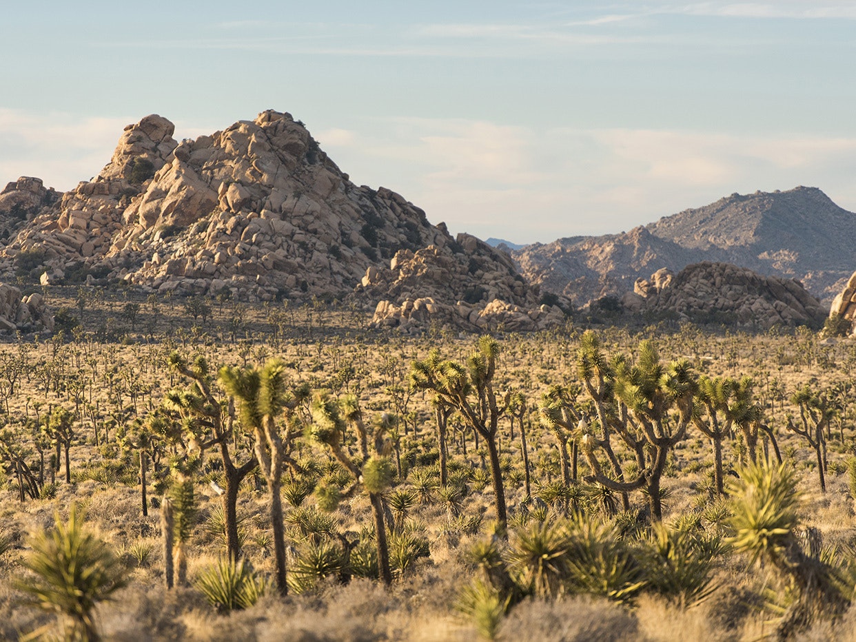A plain of sparsely dotted joshua trees. In the distance, sunlit mountains
