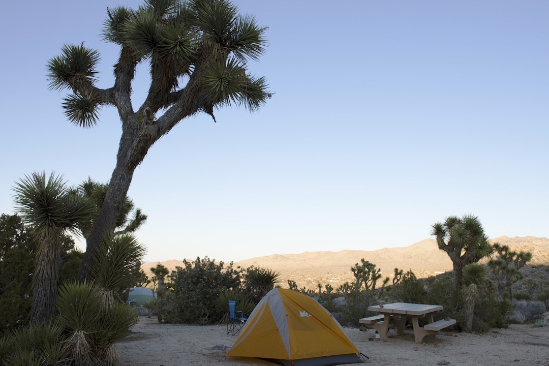 A Joshua tree frames a campsite, with a small tent pitched near a picnic table