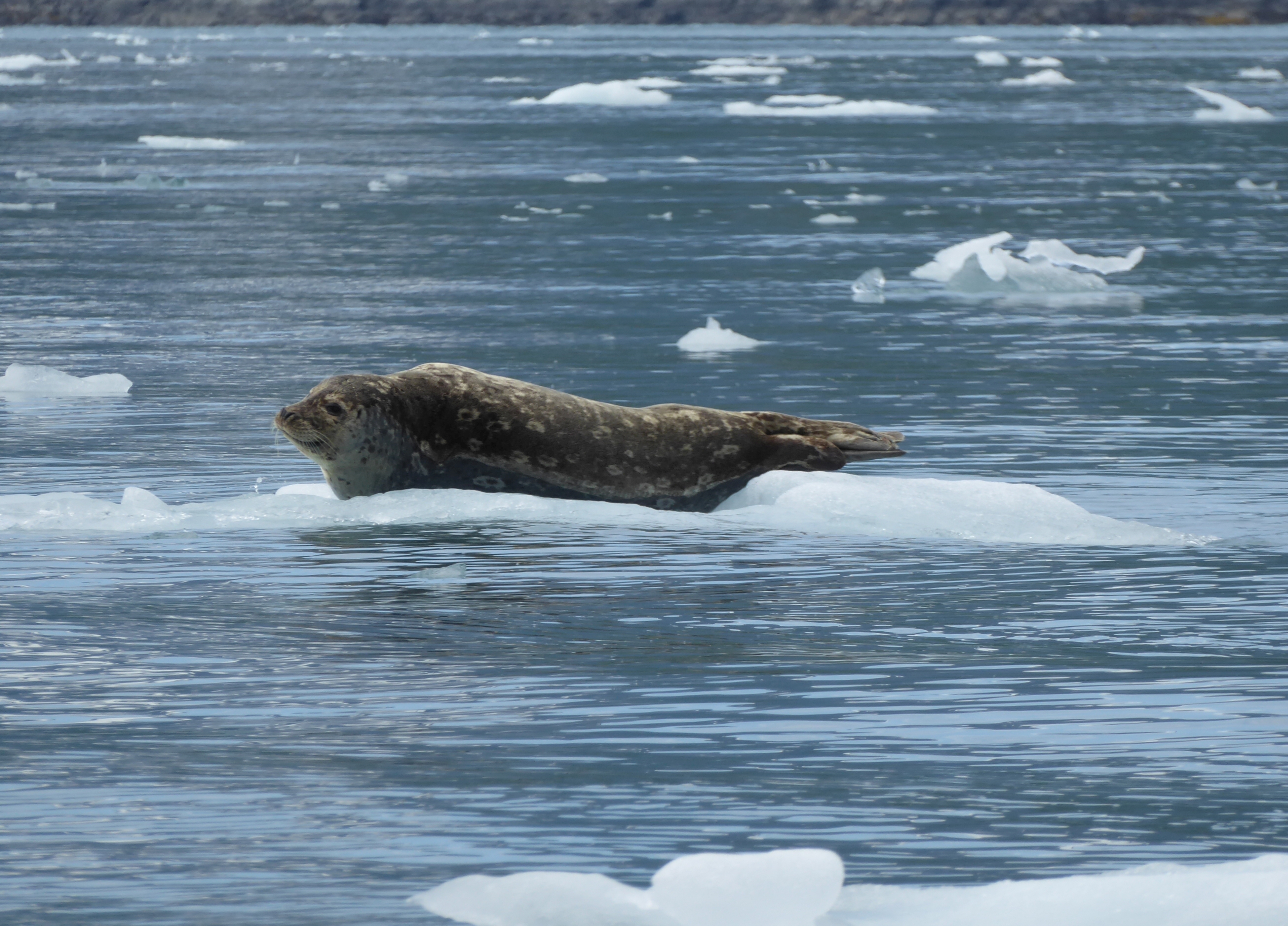 Ice as Habitat: Quantifying Seasonal… | National Park Foundation