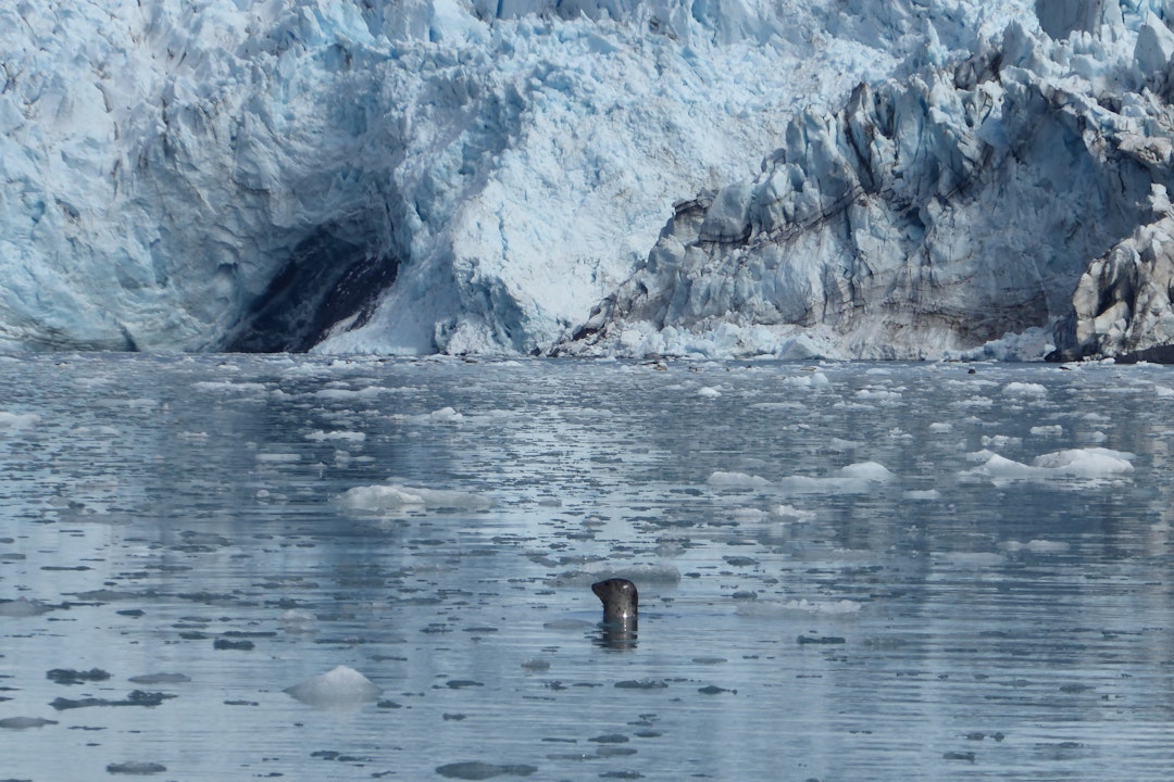 A harbor seal pokes its head out of the water, surrounded by chunks of ice and glaciers