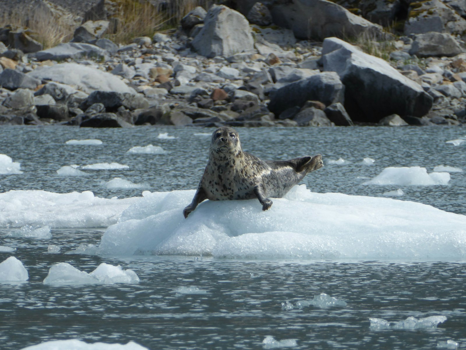 A harbor seal sitting on a chunk of ice floating in the water.