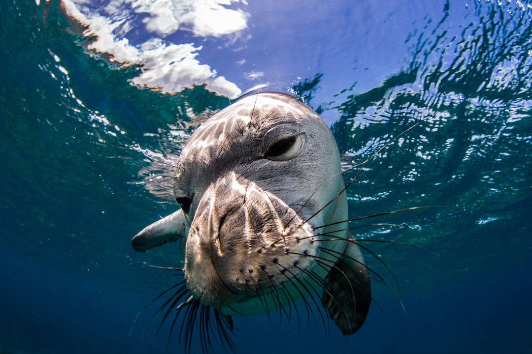 A close up of a monk seal swimming in the ocean