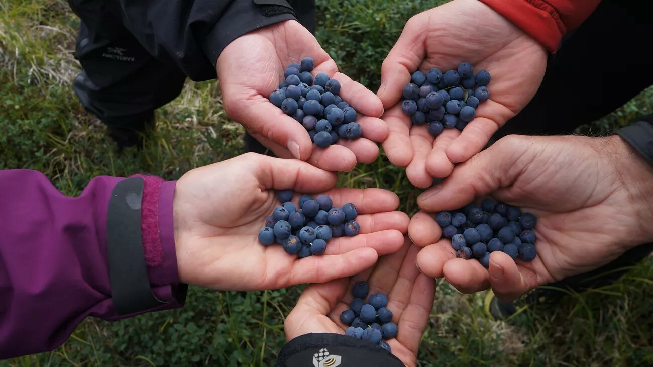 Five hands gather together, each holding blueberries in their palms