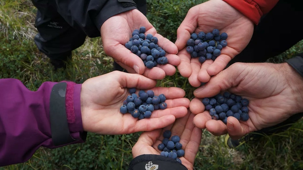 Five hands gather together, each holding blueberries in their palms