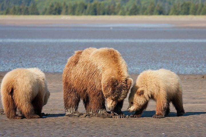 Three bears paw at wet sand along a lakeshore