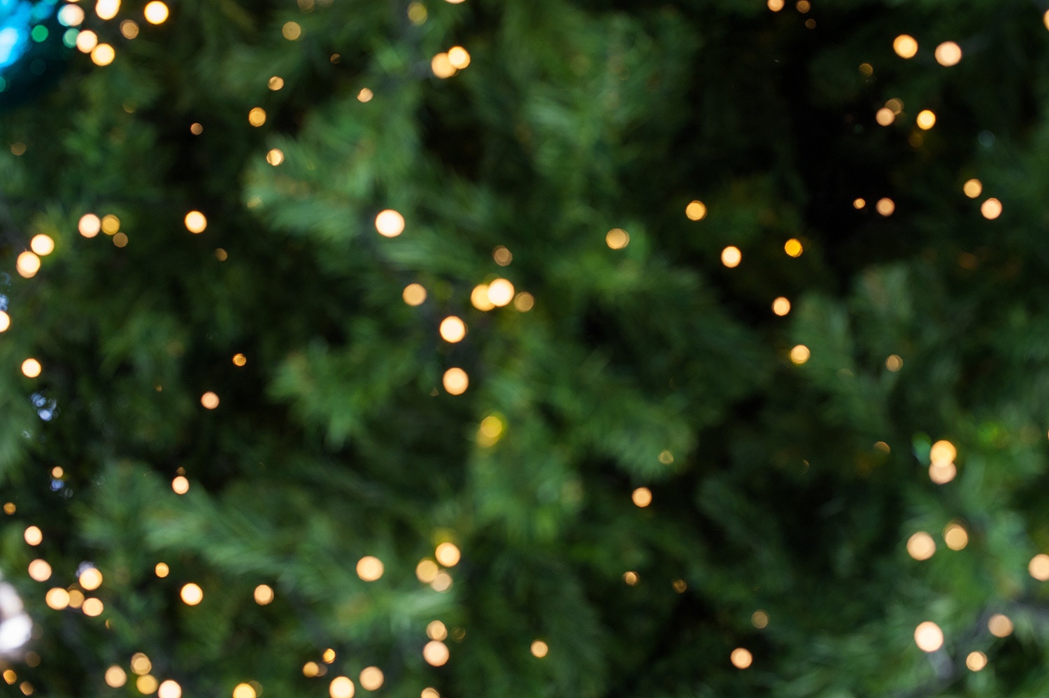 lights on an evergreen tree, slightly out of focus