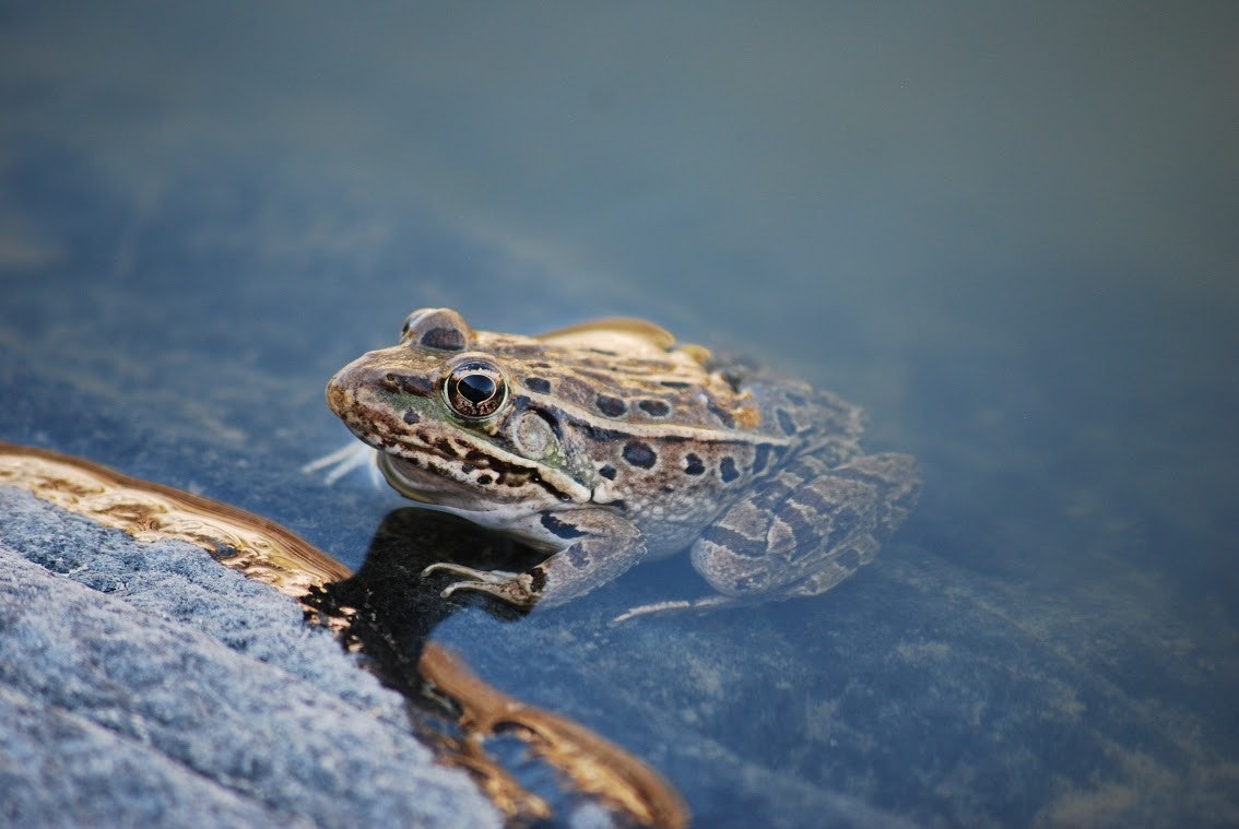 A frog peeks up, halfway under water and halfway above the water