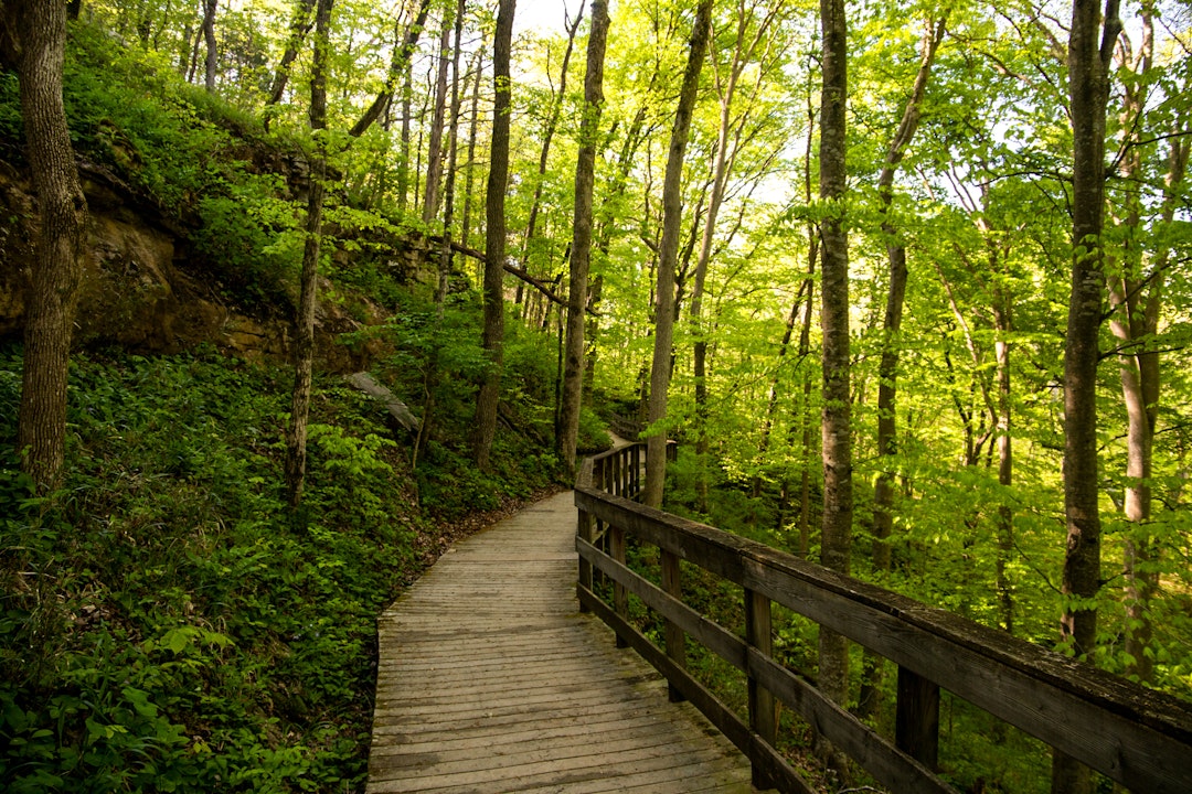 A wooden boardwalk leads through the forest.