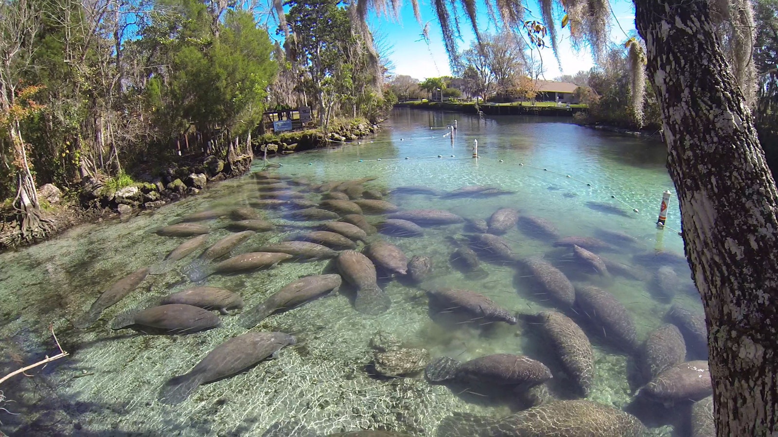 A herd of manatees gather in a part of a crystal clear river