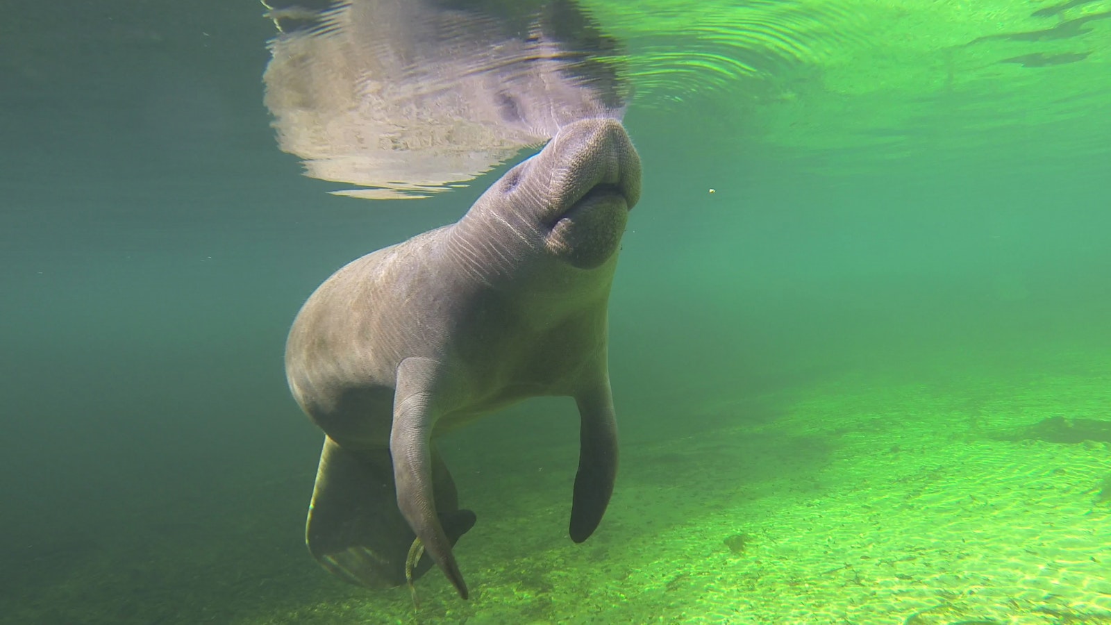 Underwater image of a manatee floating close to the surface of water