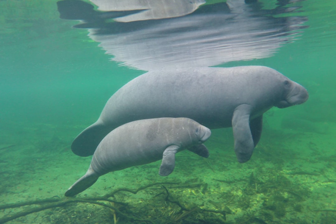 Underwater image of a mother manatee with her calf swimming just below the surface of water