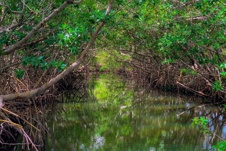 Mangrove forest growing over still water