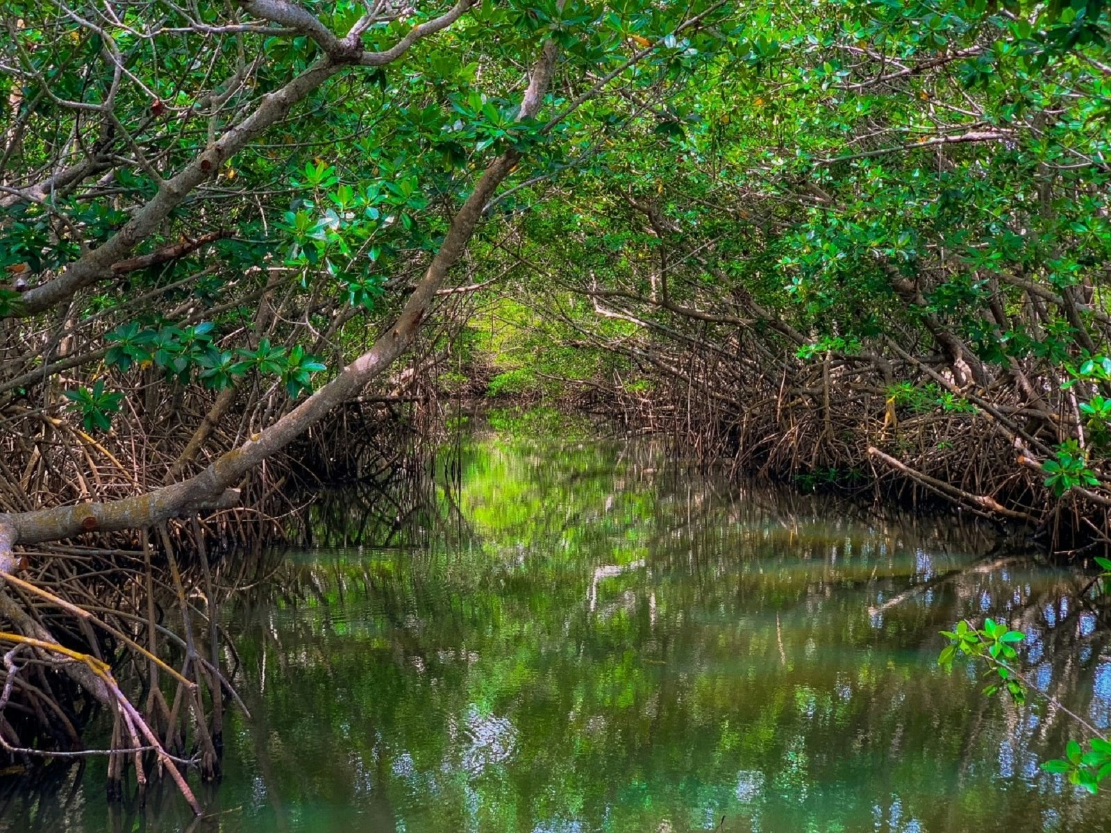 Mangrove forest growing over still water