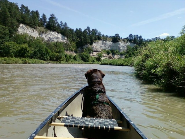 A dog sits at the front of a canoe on a river