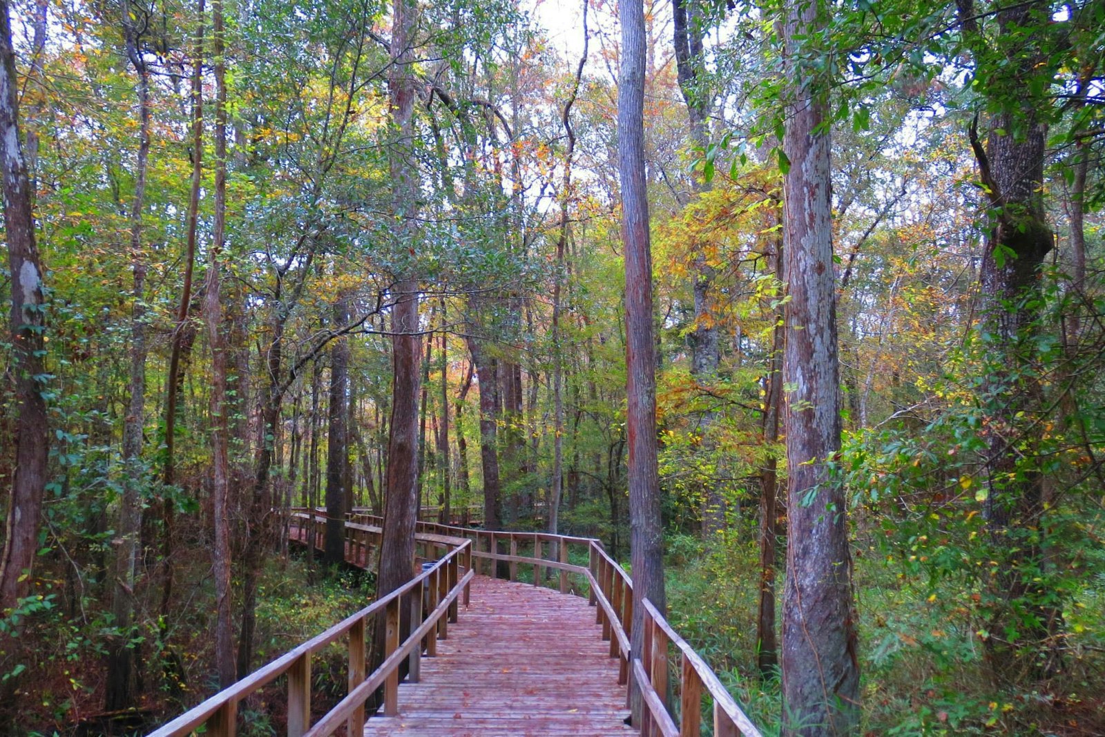 An elevated wooden trail winds through a forest